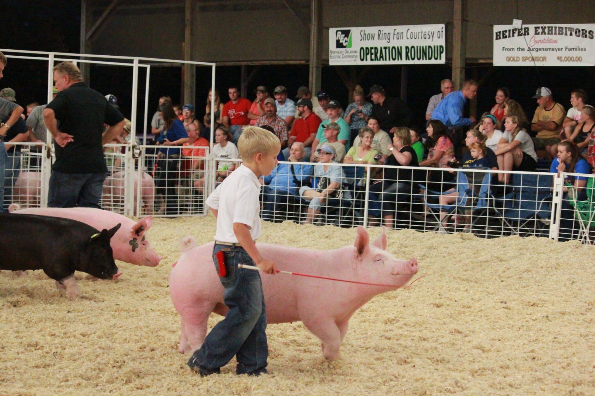 How To Select and Use The Right Show Pig Whip - US Whip
