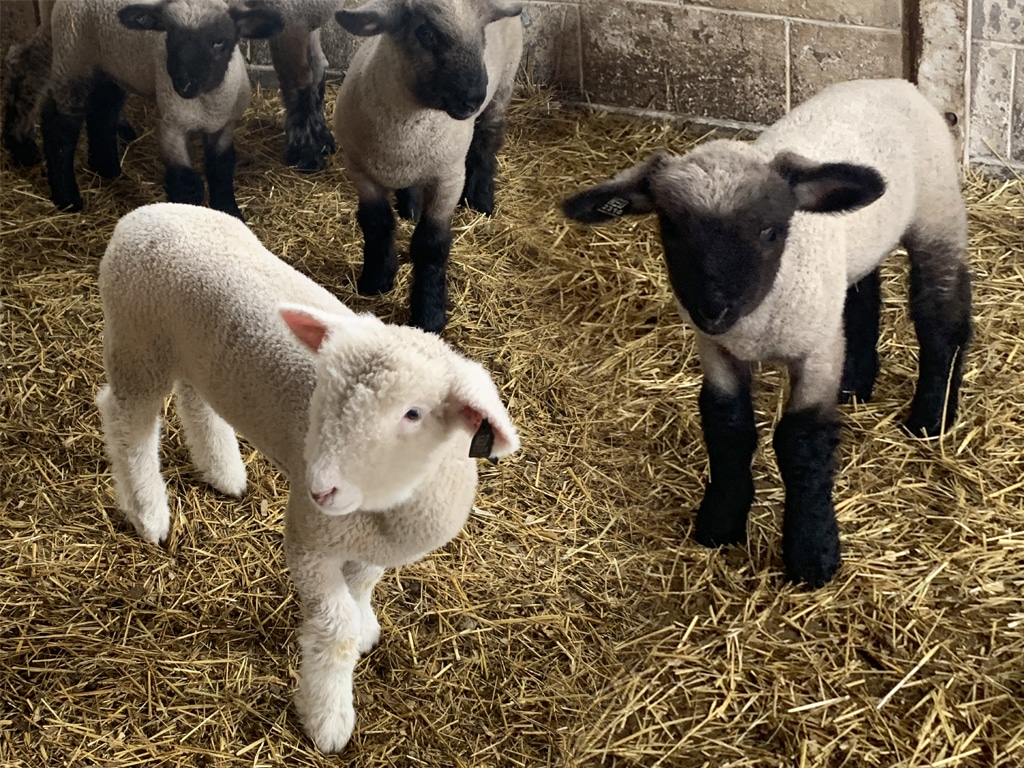 Baby lambs