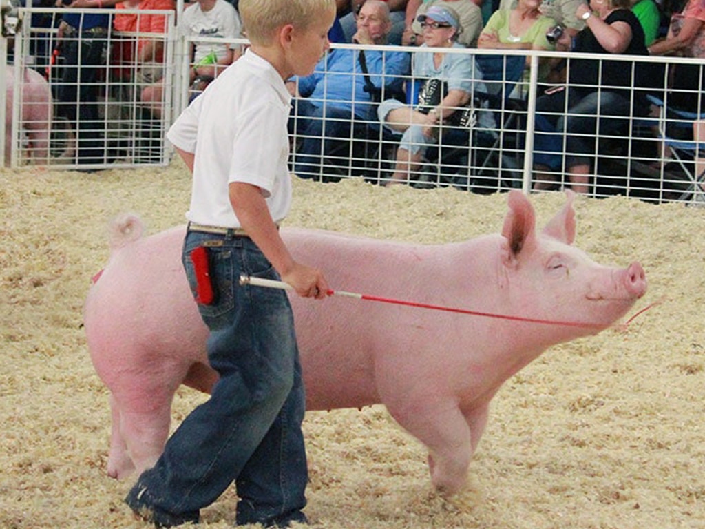 boy walking pig