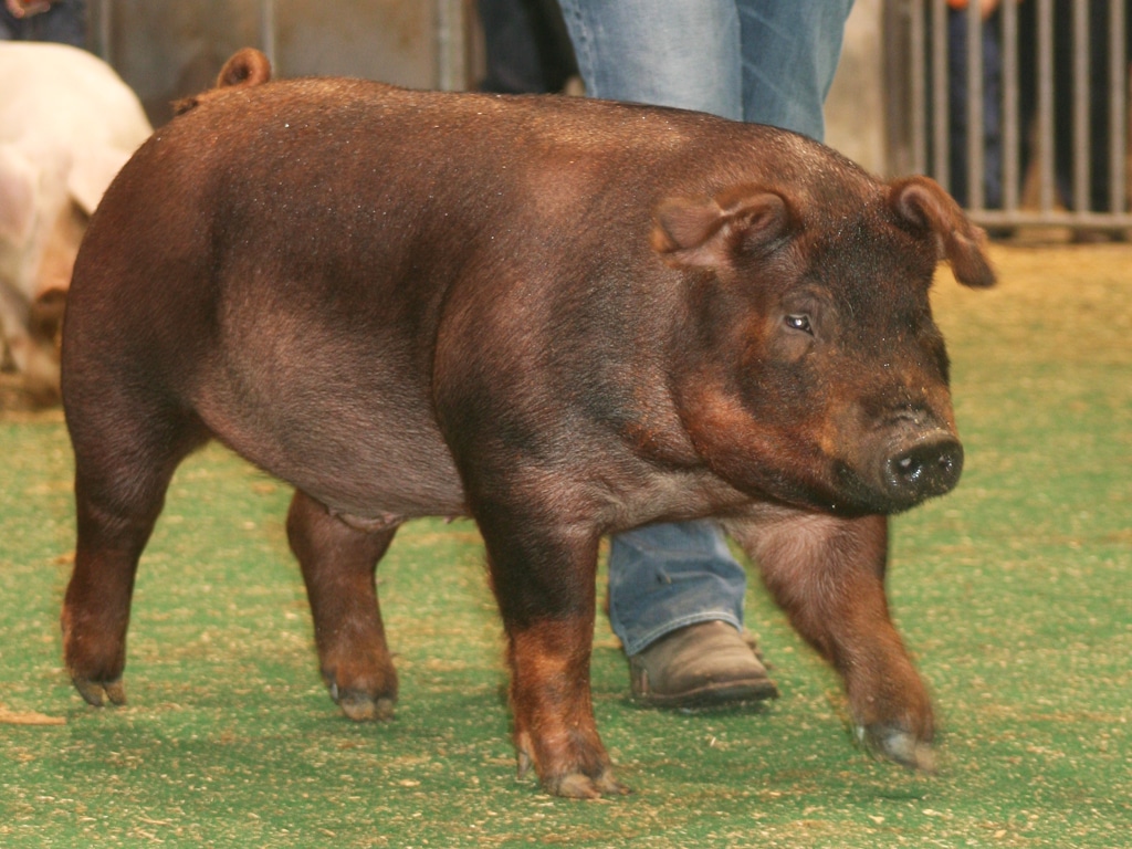 pig during show