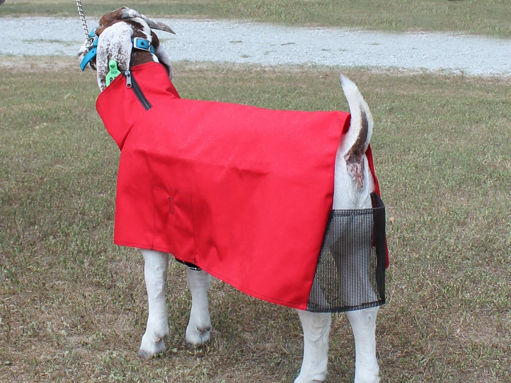 goat with a blanket on
