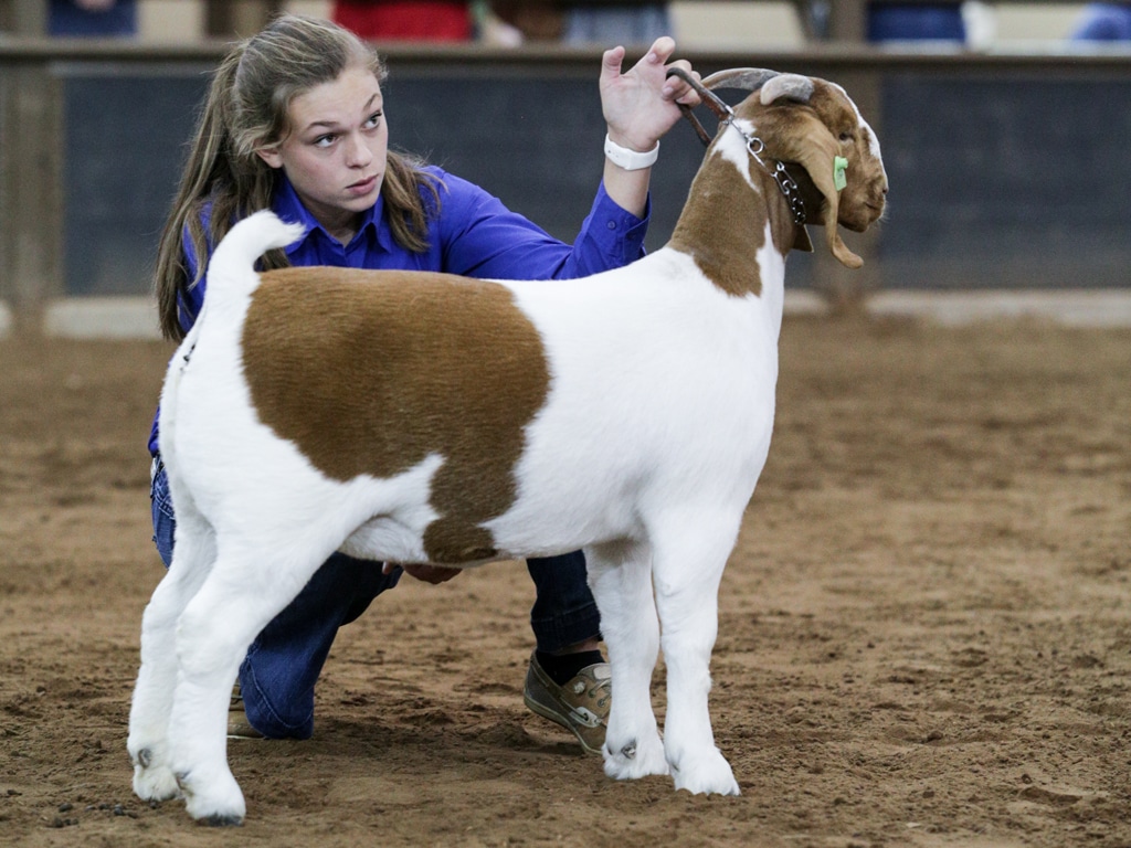 girl showing a goat
