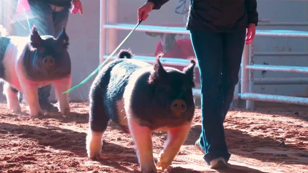 show pigs walking beside owners using show whips