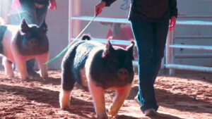 show pigs walking beside owners using show whips