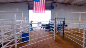 Cows walking in a barn, with an American flag above them