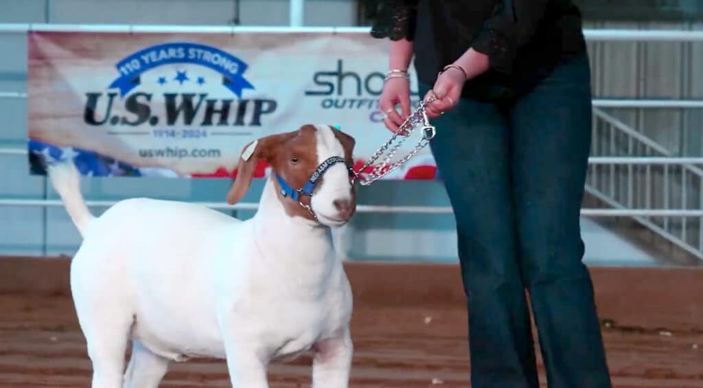 White and tan lab with muzzle and a show lead