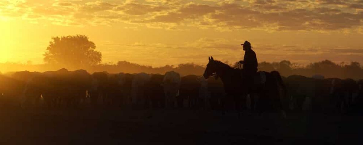 4-tips-for-effective-cattle-herding