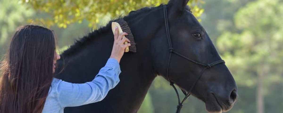 7-essential-horse-grooming-tips