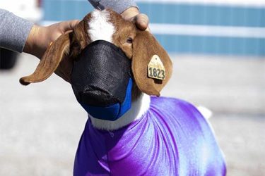 Baby goat with a black muzzle and purple-blue vest