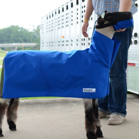 Goat wearing a blue show pro cover