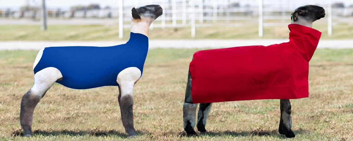 lamb wearing tube and lamb wearing blanket