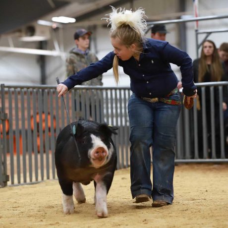 Image of a girl herding a pig with a show stick