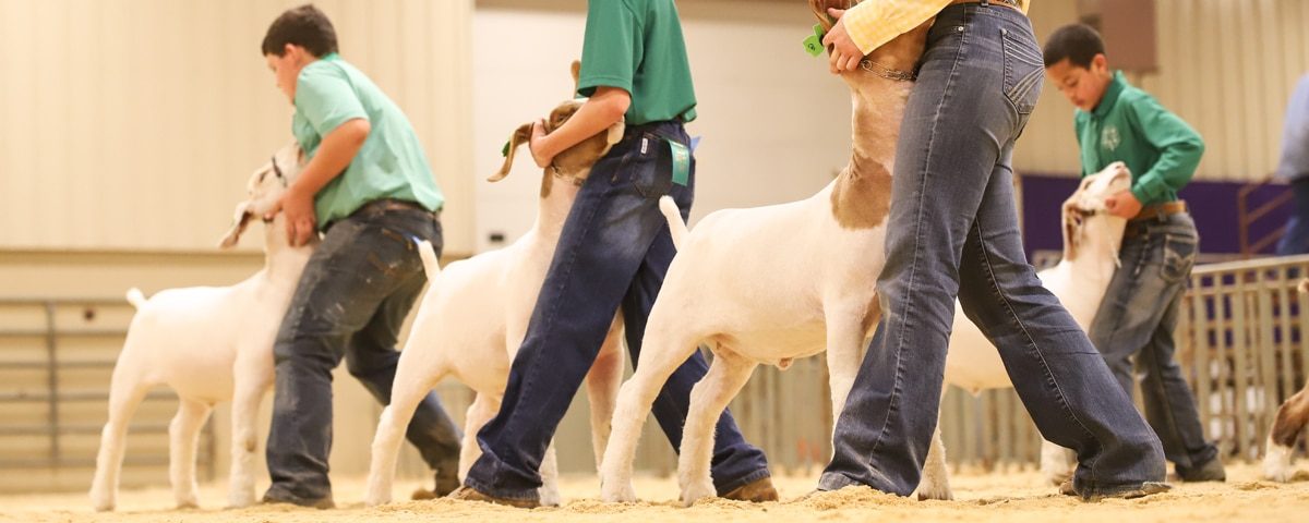 kids showing goats