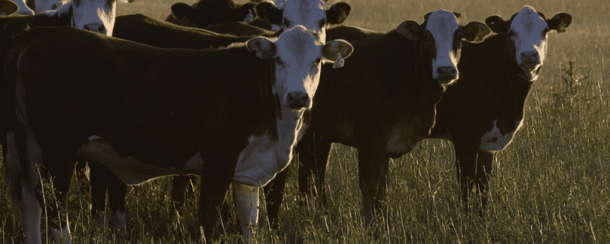 blog-post-cattle-handling