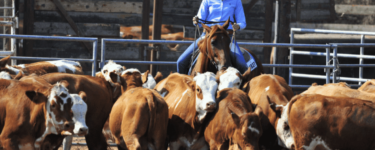 copy-of-blog-post-cattle-handling