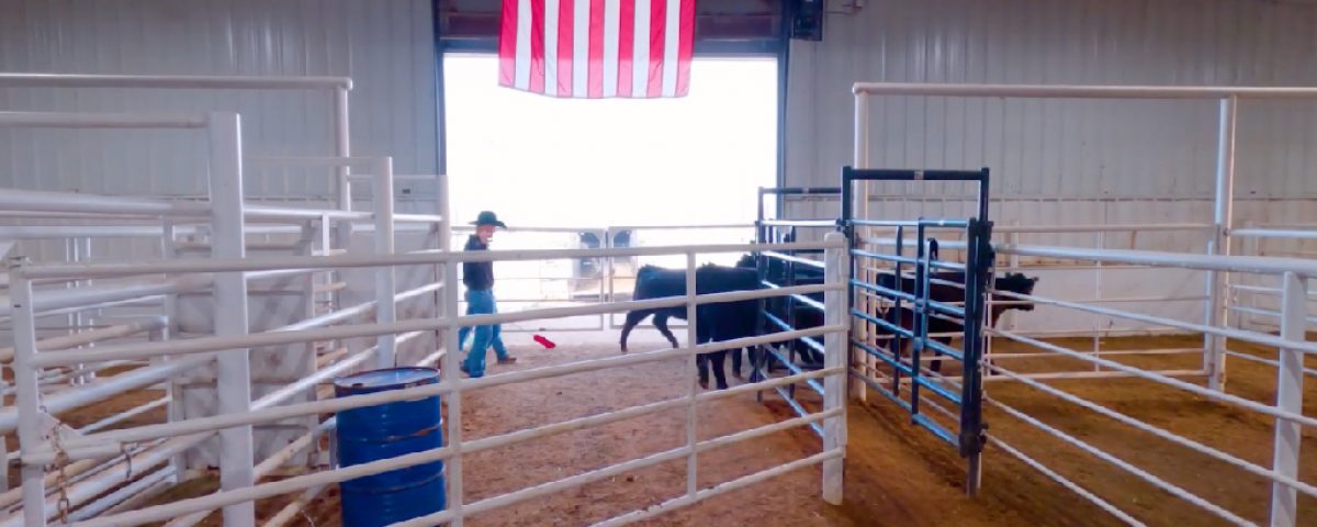 Cows walking in a barn, with an American flag above them