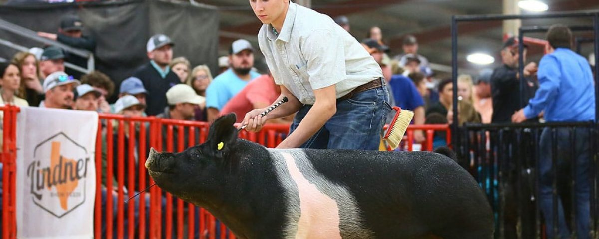 groom-show-pig