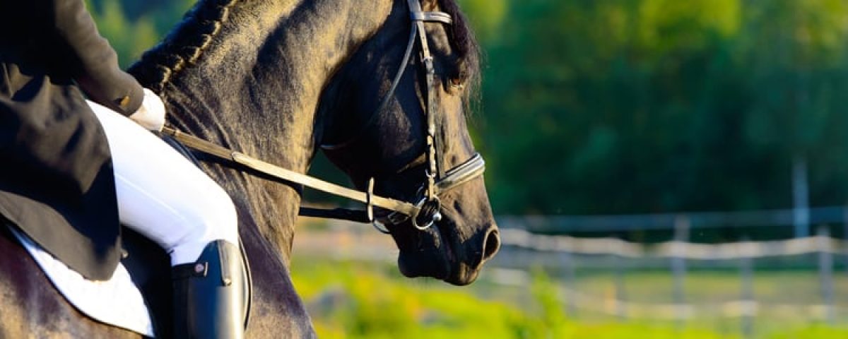 horse-training-tools-whips-crops