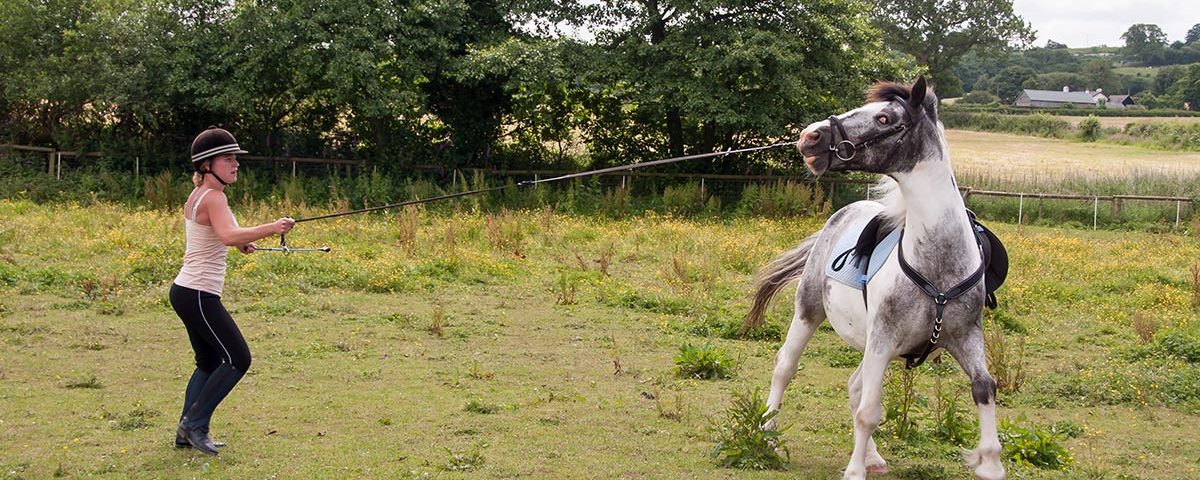 how-to-lunge-horse-first-time