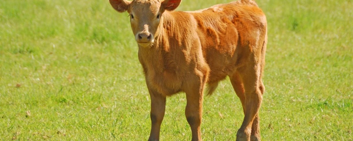 how-to-prevent-calf-scours