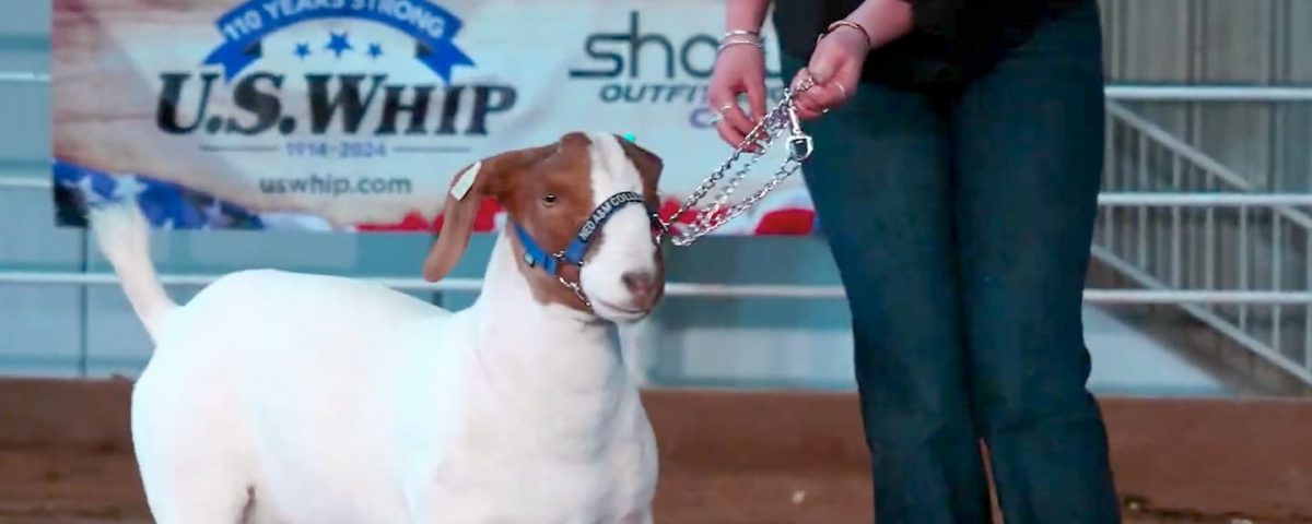White and tan lab with muzzle and a show lead