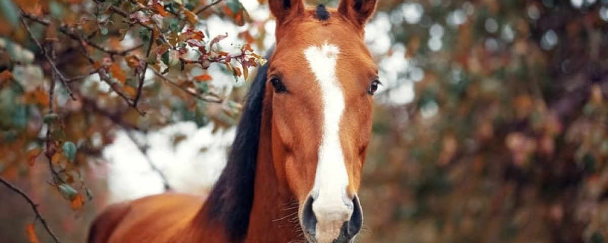 manage-equine-seasonal-allergies