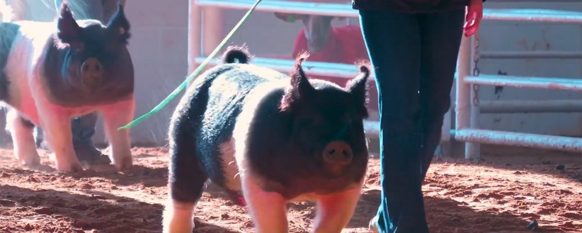 show pigs walking beside owners using show whips